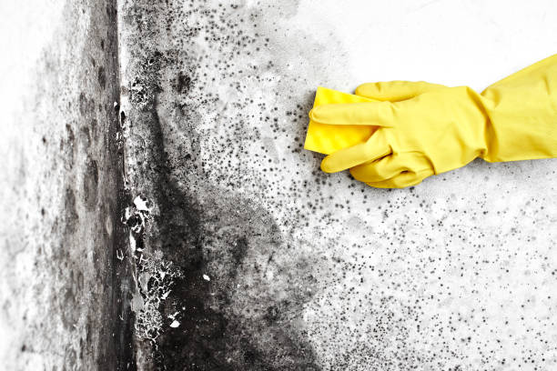 Best HVAC Mold Remediation in Levittown, NY
