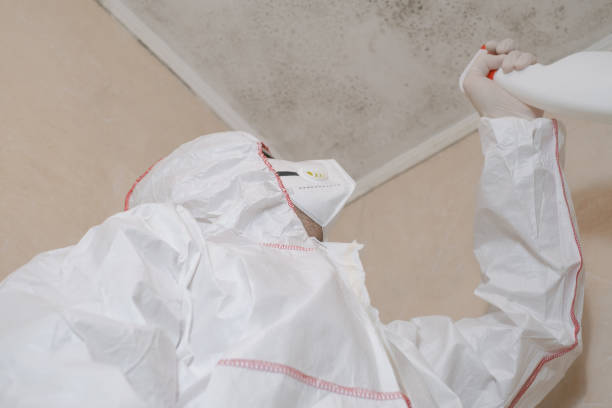 Best Mold Testing and Inspection Services in Levittown, NY